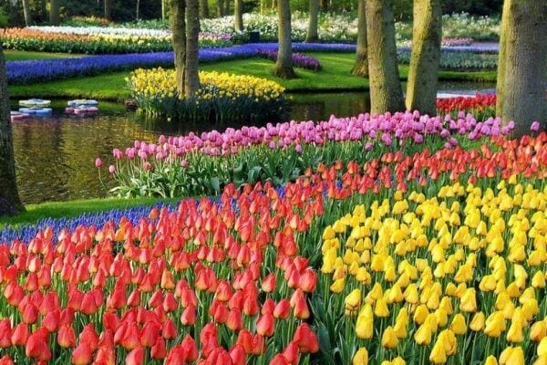 Keukenhof: Amsterdam’s Tulip & Flower Festival